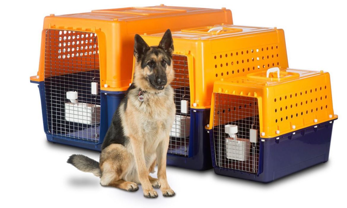 Professional Pet Relocation KejaMove