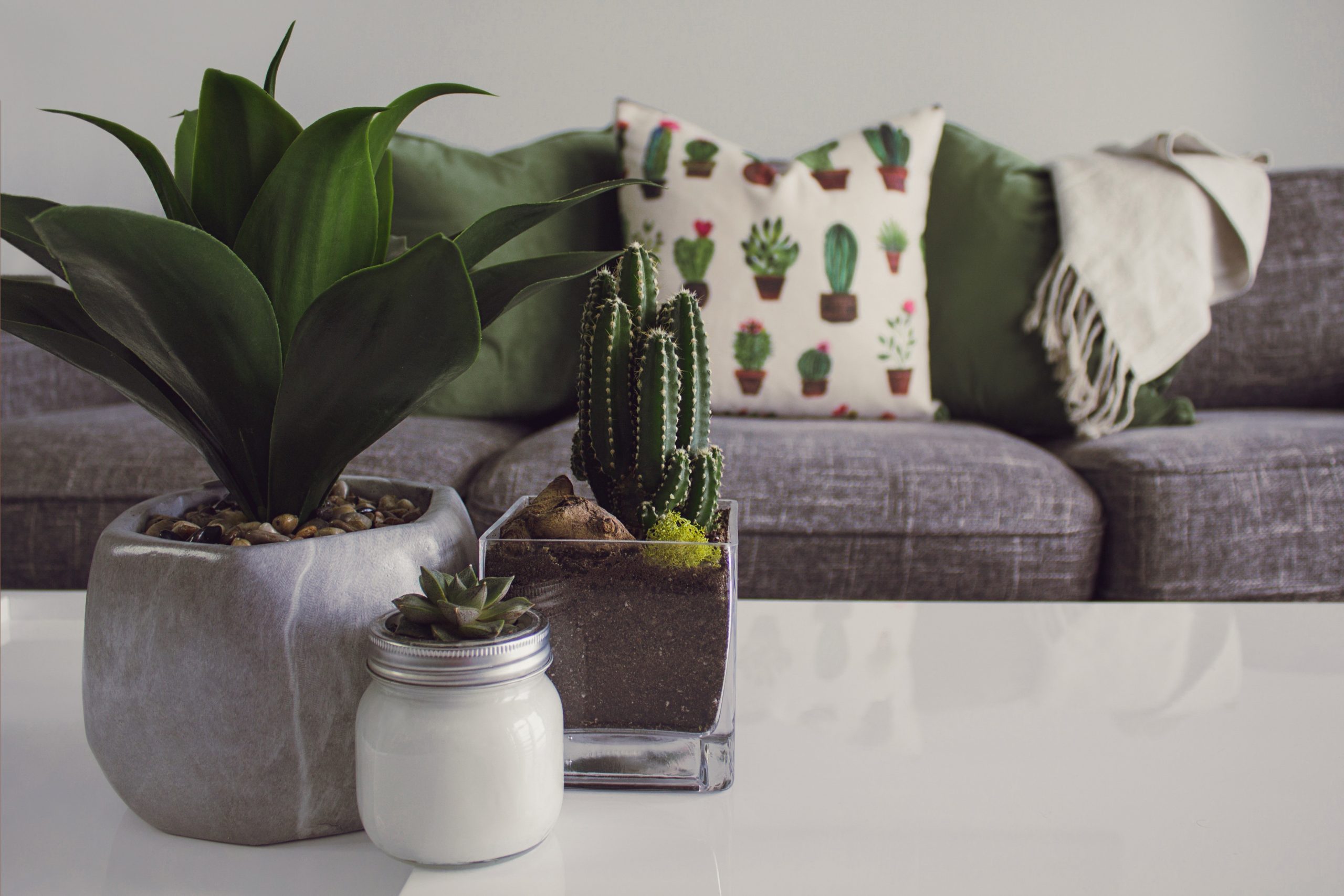 Potted succulents and a small cactus on a coffee table in front of a grey sofa with a cactus-print cushion.