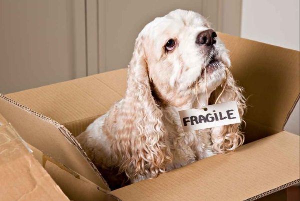 Moving with Pets, Storage solutions in nairobi Kenya