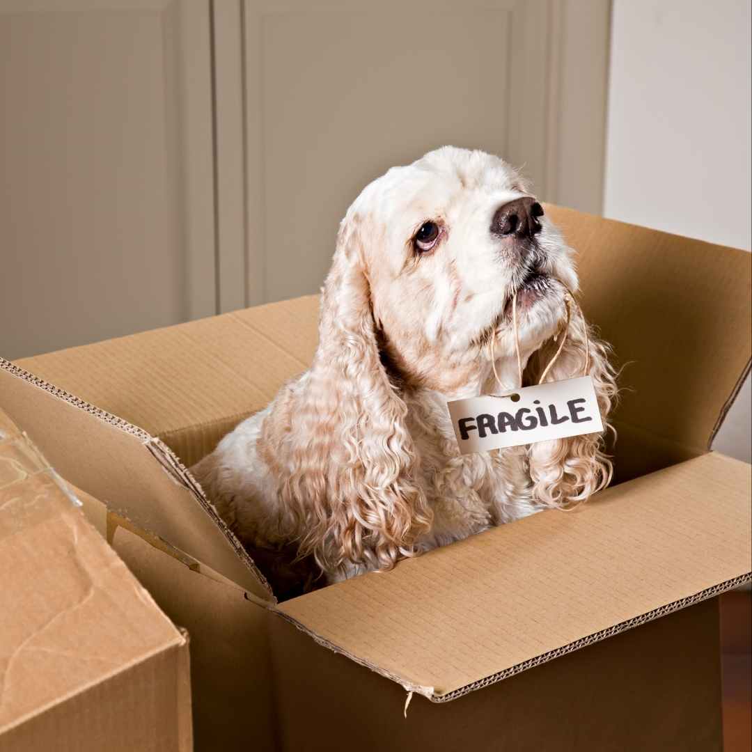 Moving with Pets, Storage solutions in nairobi Kenya